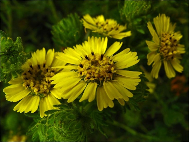 sm 756 Yellow Hayfield Tarweed.jpg - Coastal  Tarweed (Hemizonia corymbosa): These grew in profusion next to the  the new pedestrian crossing bridge.